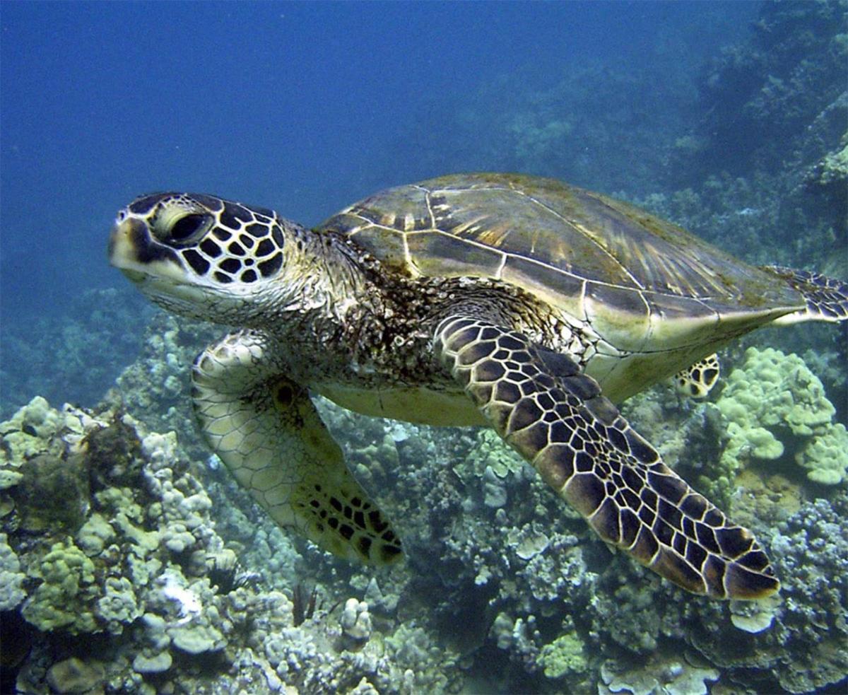 Pats At Punalu'U Aparthotel Hau'ula Ngoại thất bức ảnh